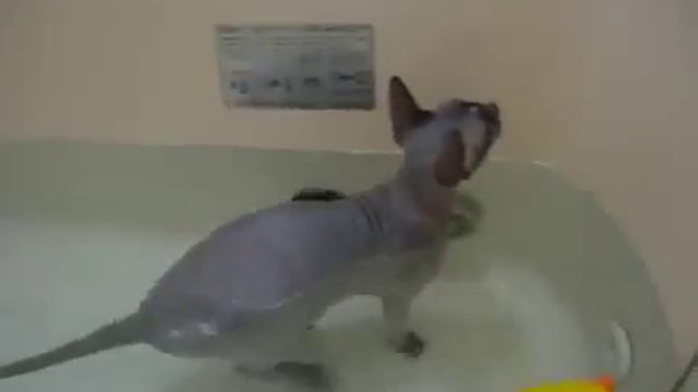 Котик принимает ванну. смотреть онлайн