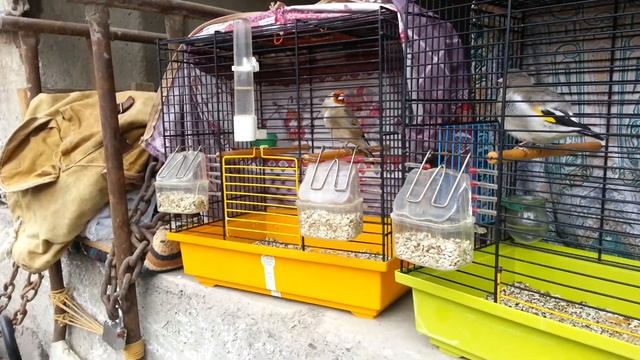 Рынок птицы Таджикистан город Истаравшан Poultry Market Tajikistan City Of Istaravshan