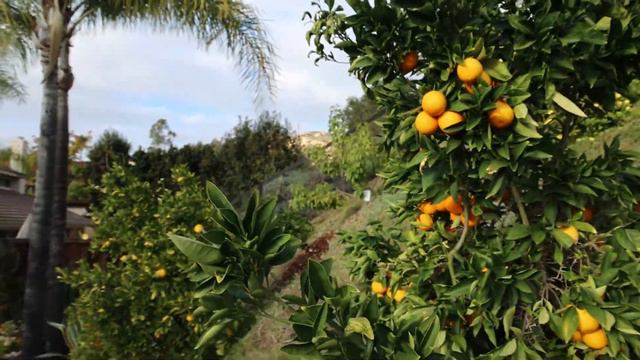 Citrus Varieties - Garden Update: Jan 2022 смотреть онлайн