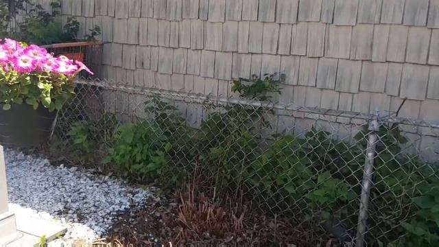 How Does Jill's Garden Grow? You Decide!