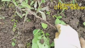 Лучший способ укоренения шалфея