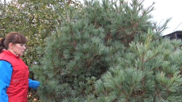 Уход за хвойными растениями в саду - Туи и можжевельник (4к) смотреть онлайн
