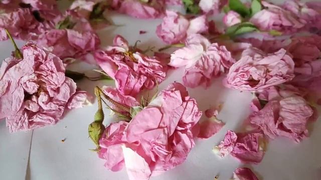 Roza damascena / Rose damascena смотреть онлайн