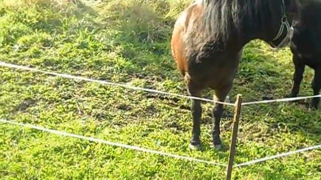 Жизнь в Германии. Каменц. Немного села. смотреть онлайн