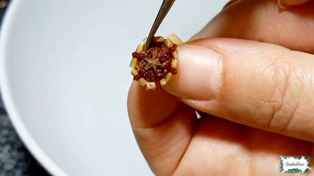 Harvesting LITHOPS SEED CAPSULES Using WATER Methods & DRY Method (AUGUST 2021)