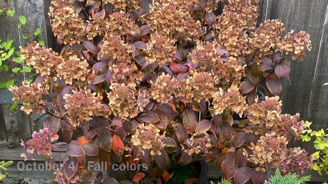 Little Quick Fire Hydrangea In Container, Fall Foliage Colors (4K) - October, 2023 смотреть онлайн