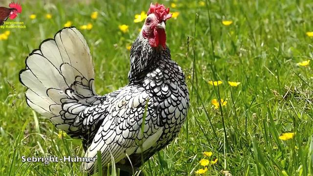 Für Kleine Kinder: 20 Minuten Friedliche Tierstimmen Von Bauernhof Wald Wiese Und Garten OHNE MUSIK