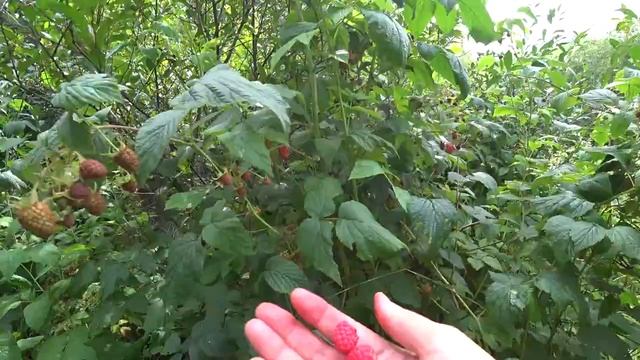 Пошла на угоры после грозы 28 июля 2020. Пермь. смотреть онлайн