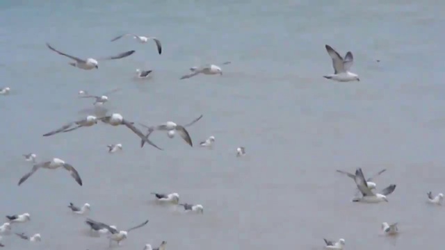 Heimaey - Westman Islands - Sailing Iceland