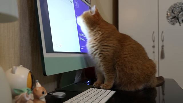 Hosico's Genetic Report (Basepaws Breed + Health Cat DNA Test) смотреть онлайн