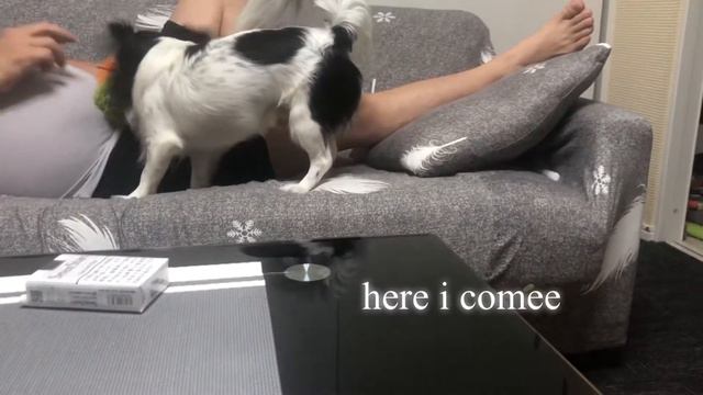 Chihuahua mix Papillon Best Time :Play w/ Mom&Dad(Kei’s Life vlog) смотреть онлайн