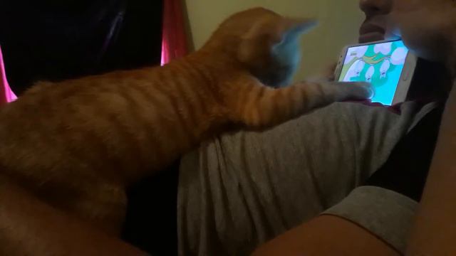 Gato vendo galinha pintadinha смотреть онлайн