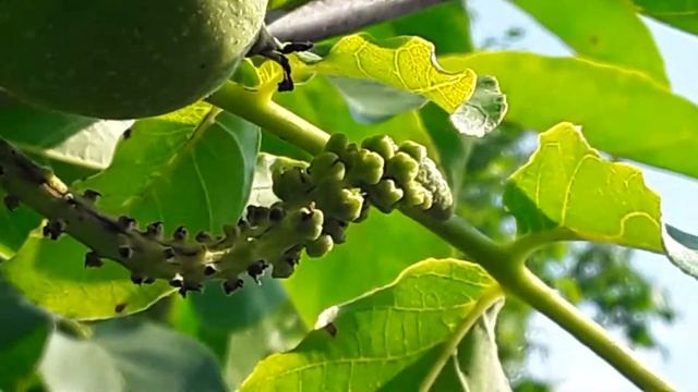 Для науки это страшнее чем НЛО. Второе цветение ореха грецкого формы Кочерженко. смотреть онлайн