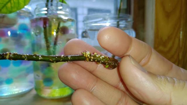 (How To) Propagate Ficus from Stem Cuttings - AVOID water marbles! смотреть онлайн