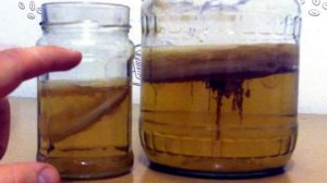 Как вырастить чайный гриб в домашних условиях с нуля видео рецепт Комбуча как ухаживать