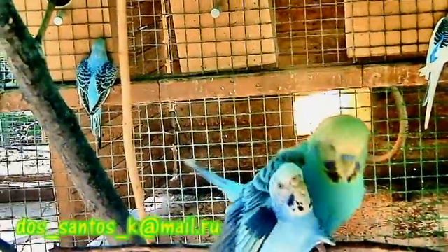 каЗахские попугайчики смотреть онлайн