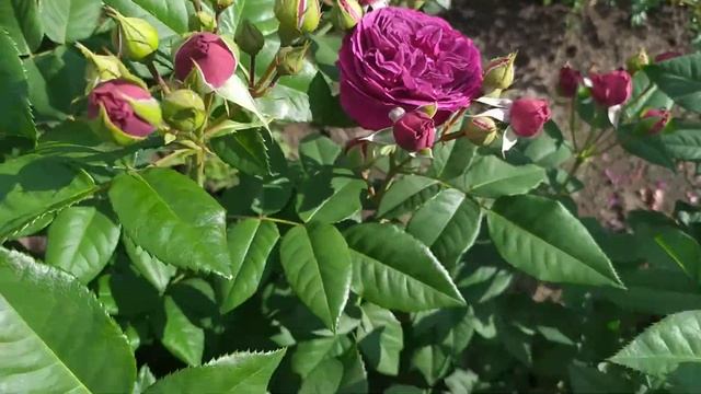 ПЕРПЛ ЛОДЖ (Purple  Lodge, Palais Biron), Pierre Orard Франция, 2010 г. Шрабы (Modern Shrub)