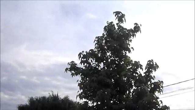 Liquidambar estyraciflua смотреть онлайн