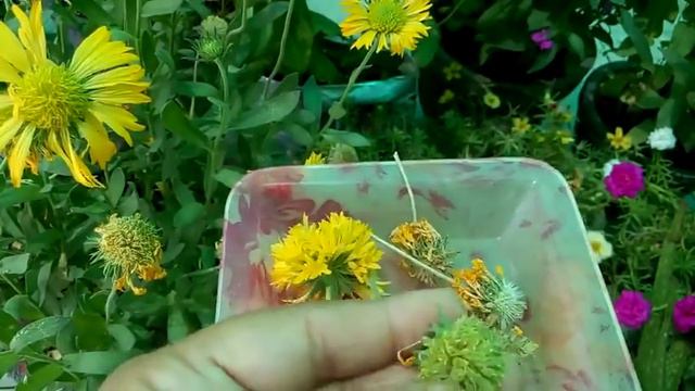 371 - How To Collect GAILLARDIA/ BLANKET FLOWER SEEDS (Hindi /Urdu) 17/4/17