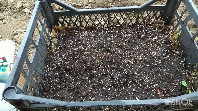 Ранункулюс. Посадка. смотреть онлайн