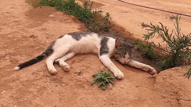 Обижаются ли кошки? | Почему кошки обижаются | Интересные факты смотреть онлайн