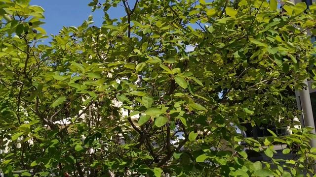 Felsenbirne (Amelanchier lamarckii) - Rosinen für Oldenburg смотреть онлайн