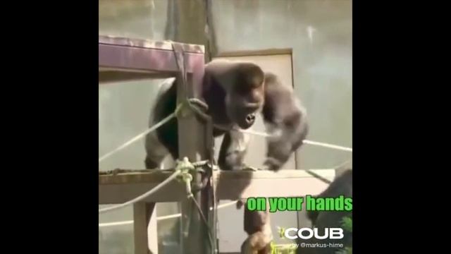 ПОДБОРКА НОВЫХ ПРИКОЛОВ С ЖИВОТНЫМИ. КОРОТКИЕ СМЕШНЫЕ ВИДЕОРОЛИКИ #Shorts (#25) смотреть онлайн