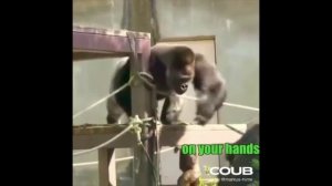 ПОДБОРКА НОВЫХ ПРИКОЛОВ С ЖИВОТНЫМИ. КОРОТКИЕ СМЕШНЫЕ ВИДЕОРОЛИКИ #Shorts (#25)