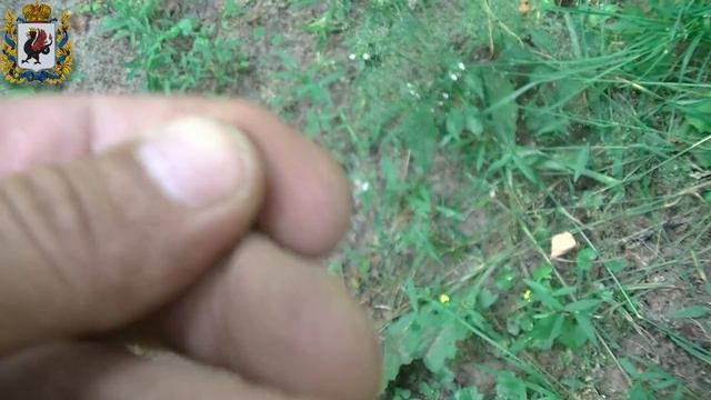 Петровская сопутка и коп по лесным дорогам смотреть онлайн
