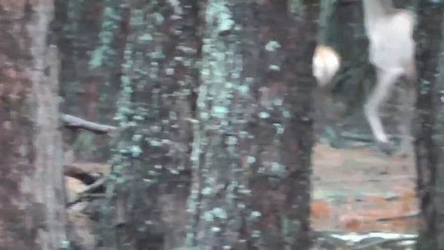 Олени в лесу. Deer in forest смотреть онлайн