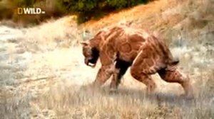 Доисторические хищники — Саблезубый Тигр