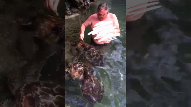 Кормление черепах