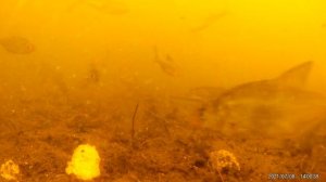 Реакция рыбы на РЫБНУЮ и КОСТНУЮ муку. Подводная съемка рыбалки. Карп, лещ, плотва, карась.