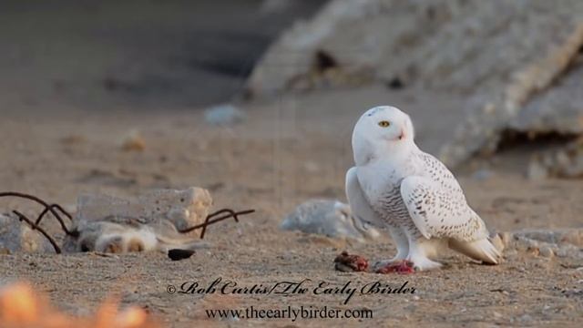 SNOWY OWL feeding on a rabbit Nyctea scandiaca смотреть онлайн