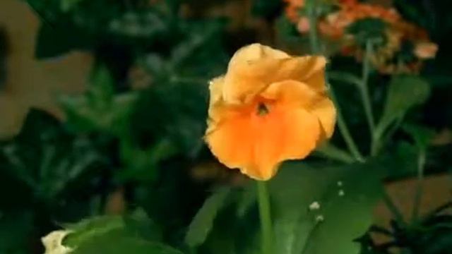 Цветок расцветает смотреть онлайн