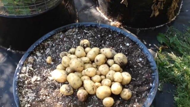 МОЙ ОГОРОД В МЕШКАХ 2022. Обзор шестой. смотреть онлайн