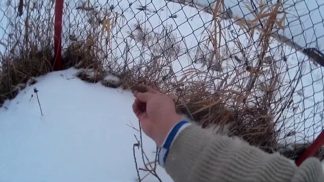 Выращиваем саженцы смородины из черенков зимой. смотреть онлайн