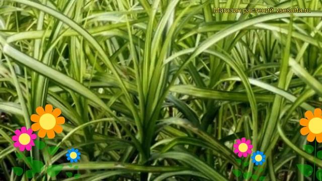 Осока пальмолистная Вариегата. Краткий обзор, описание характеристик carex muskingumensis Variegata смотреть онлайн