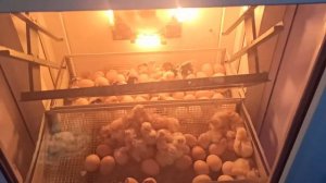 инкубатор ТИТАН