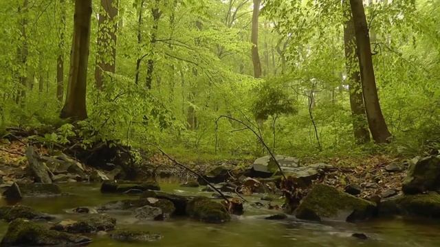 Звуки природы, пение птиц, журчание ручья / sounds of nature, birdsong, forest noise смотреть онлайн