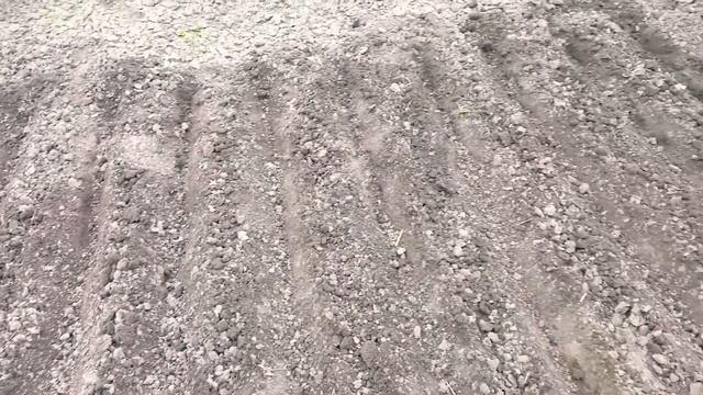 Первый редис взошёл, сею второй 18.04.21г. Редис на 6ти квадратах. Сколько килограмм вырастет...? смотреть онлайн