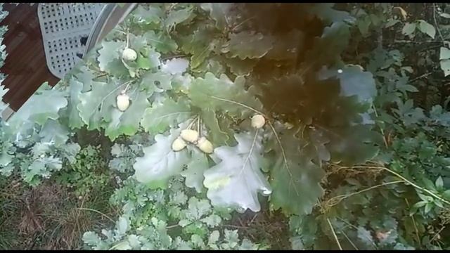 Прогулка Коли и Багиры в лес на разведку грибов. смотреть онлайн