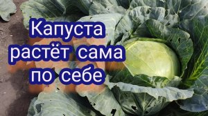 Капусту не удобряю, не поливаю, растёт сама по себе.