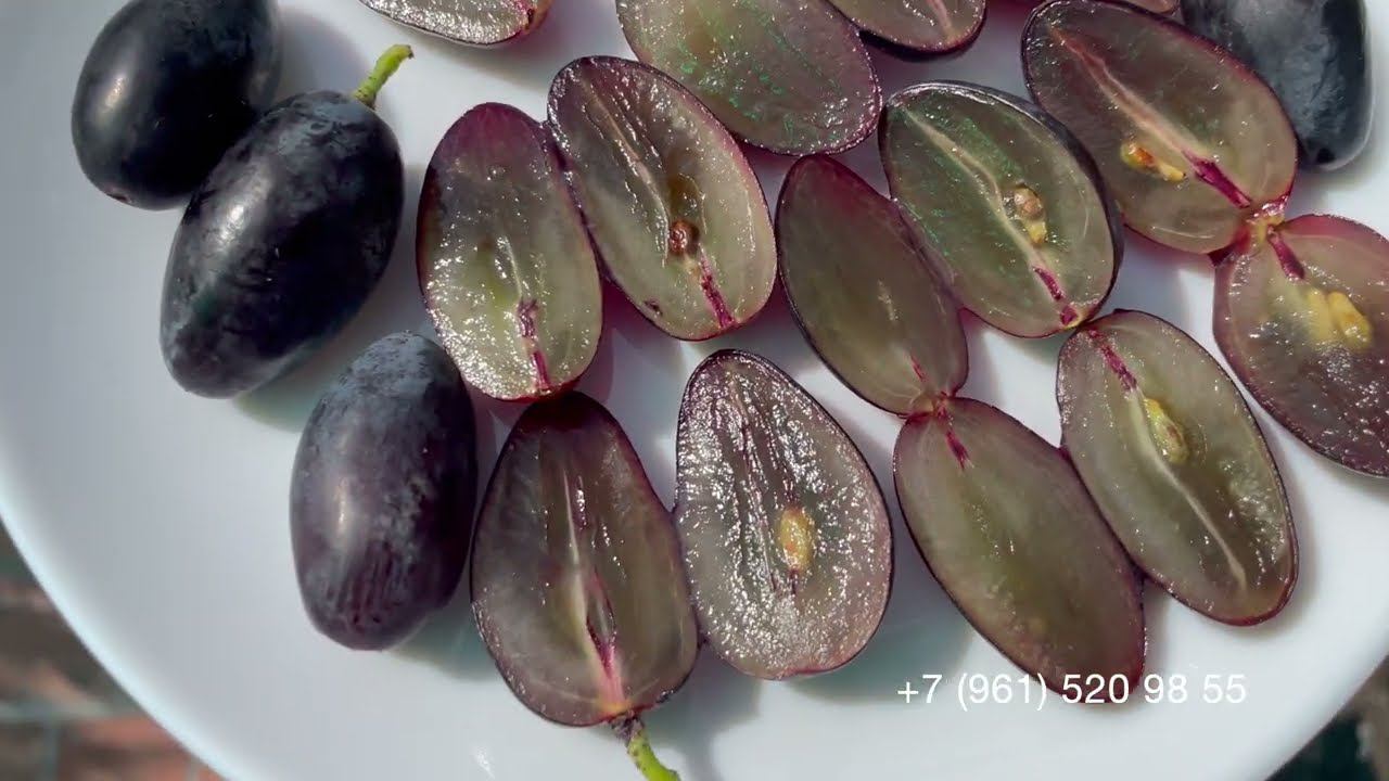 Виноград Днепровский сувенир 13 августа 2024 год. Новороссийск, Краснодарского края. смотреть онлайн