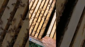 Элгон. Пчелы которые создавались для лучшей устойчивости к варроа с целью сотрудничества с природой