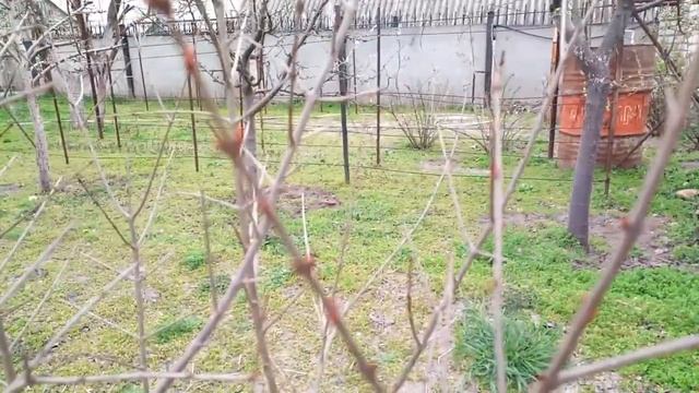 ПОСАДКА ГРАНАТА В ОТКРЫТЫЙ ГРУНТ. ОБРЕЗКА ГРАНАТА.Vselennaya uvlecheniy смотреть онлайн