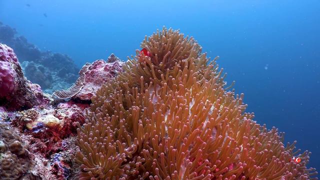 3 HOURS of 4K Underwater Wonders + Relaxing Music - Coral Reefs & Colorful Sea Life in 4K ULTRA HD смотреть онлайн