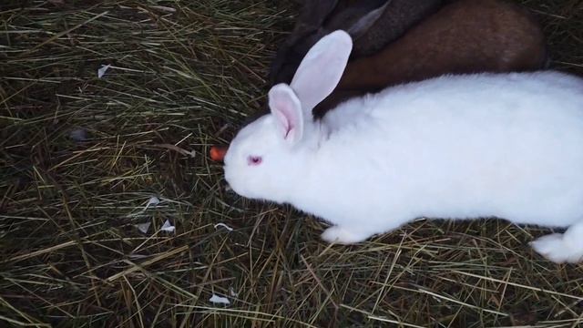 Домашние животные | Кролик смотреть онлайн