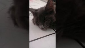 Колыбельная песенка для маленьких котят мейн кун