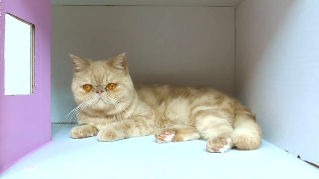 Building 4 FLOORS Kitten Cat Pet House from Cardboard ! смотреть онлайн